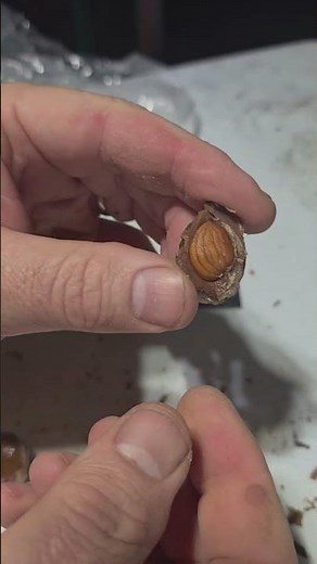 Using a razor saw to extract peach 🍑 seeds without breaking the seed. #peach