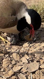 Red Wattled Lapwing (Tatiri ) Life Style in the Desert #redwattledlapwing #tatiri #desertlife #wildlife #nature #birdhabitat | Village Life