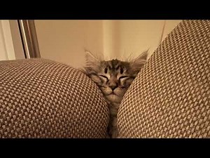 Minecraft CatPvP [kitpvp] (JOIN!)