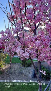 AT HOME. Our cherry blossom tree, Prunus serrulata “Pink Cloud” (Mar 25, 2025) | Voyages Saigon