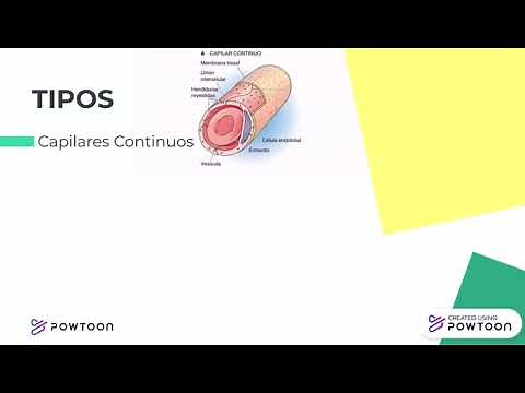 Fisiología de los Capilares