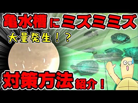 ミズミミズが大量発生！その原因と対策は？【亀水槽】【2020#011】