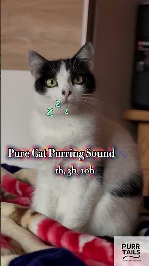Soothing Cat Purring ASMR for Deep Sleep 😴😽 | PurrTailsToday