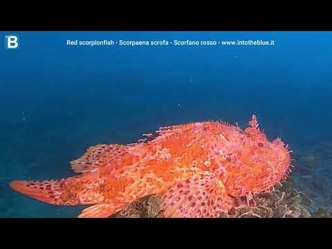 Red scorpionfish - Scorpaena scrofa - Scorfano rosso - www.intotheblue.it