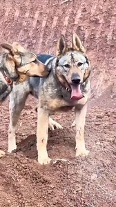 159K views · 4.3K reactions |  DOG KNOWLEDGE TEST: IF YOU KNOW THE BREED OF THIS DOG, TYPE IT IN THE COMMENT SECTION .. LETS GOOOO #trendingreels #highlight #viralreel #virelreels #followers | TONY ShowTv | Facebook