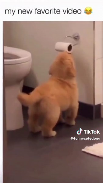 Funny and cute dogs compilation 🤣... #funnydog #funnypet #cutedog #dogsoftiktok #doglover #dog
