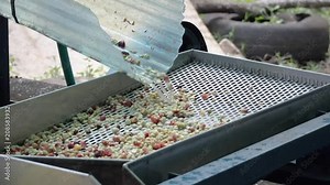 raw coffee bean machine processing in progress to extracting grain