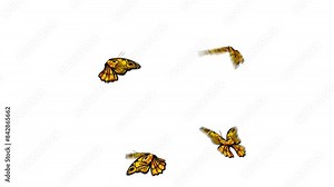 Animated butterfly. Four yellow butterfly flying and circling. Transparent 4K Alpha Channel. Seamless loop. Perfect for nature events, wedding videos, or spring festivals.