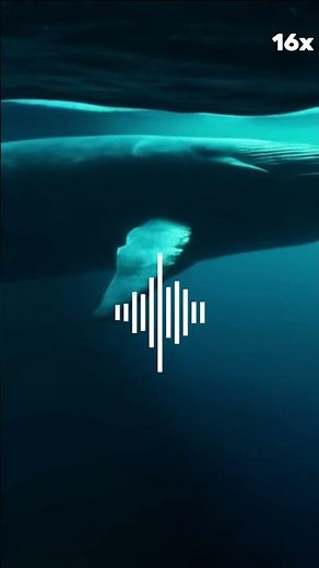 The Upsweep: Ocean’s Mysterious Sound