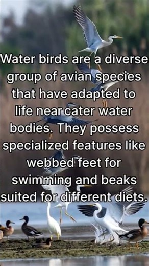 Amazing Water Birds 🐦 | Webbed Feet & Beautiful Flight | Nature Shorts