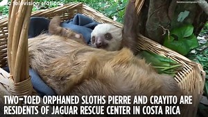 27K views · 431 reactions | Too cute! While sloths are generally...
