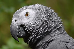 Parrots Had To Be Removed From A Wildlife Park After They Taught Each Other Profanity And Started Insulting Visitors