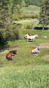 Dreamers first day of camping! | Scout's Trail