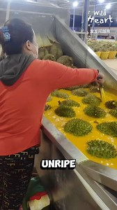 Why Soak Durian in Yellow Water #durian #durianharvest #farming | Wild Heart