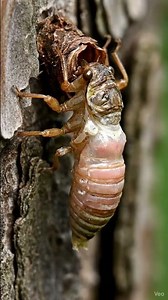 Cicada Emerging From Its Shell