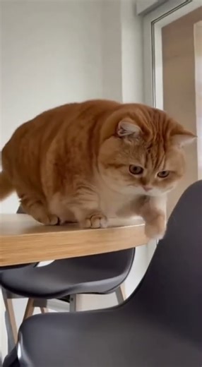 Gravity ⬇️ always wins... especially against a CHONKY 🍊 cat. 😂