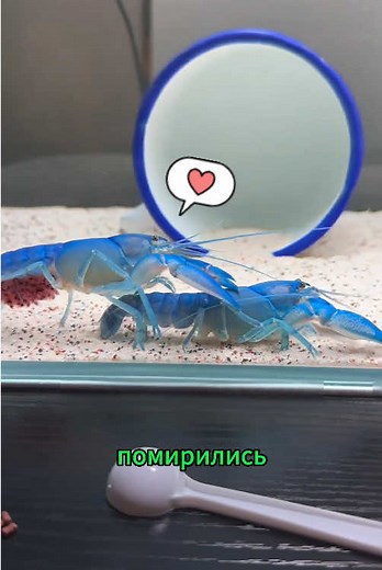 How to Raise Blue Shrimp Successfully