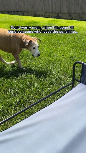 855K views · 1.1M reactions | He Sent Someone to Love the Sunshine...