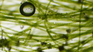 Chloroplast under a microscope. Cell division. Cell structure. Cell division. View of leaf surface showing plant cells under microscope. Virus infection. Green plant cells under microscope. GMO. DNA.