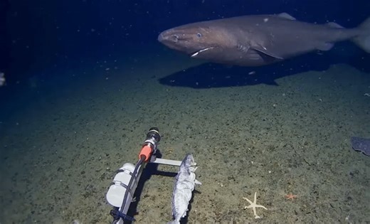First-ever Footage of a Rare Shark Caught in Antarctica Stuns Scientist
