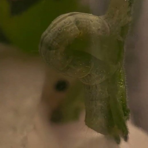 Green inchworm eating oregano leaves 🍃 😋