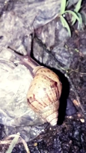 baby snails in the middle of the night looking for food