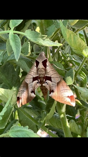 A tale of two moths. white-lined sphinx moth (Hyles lineata) and Achemon sphinx moth (Eumorpha achemon). Both of these were shot in my gardens here on the farm. Neither are the tomato horned worm moth and a great pollinators. have you seen either of these in your garden? #fullcircleflorals #flowers #garden