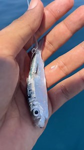 @bkkhooks_americas puka live bait hook!! 🔥🔥🔥 .🎥 @adrianarreolasm . @savagegearamericas @curricanes_com . Book your trip ✅ Reserva tu viaje ✅ 💥www.snookmafia.com💥 📧fishing@snookmafia.com📧 📞 523221602332 Carlos Sanchez 📞 523221326512 Adrian Arreola . . . . . . . . . . #snookmafiapv #snookmafia #fishing #fishinglife #fishgram #offshorefishing #flyfishing #flyfishingpuertovallarta #inshorefishing #fishingtrip #jigging #popping #puertovallarta #fishingpuertovallarta #puertovallartafishing #