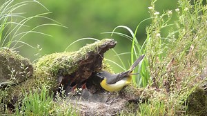 burung yang burung cantik bersarang di bebatuan | Dunia Burung