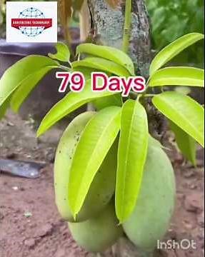 OBUTONDE: Agricultural technology on mango growing.