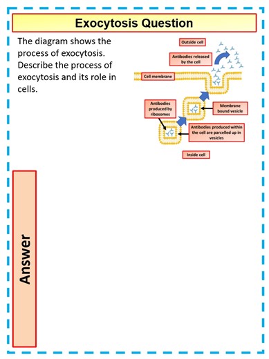 Exocytosis Process in A Level Biology Explained
