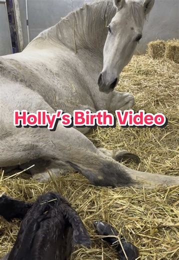 Holly's Birth Recap: A Beautiful Horse Miracle