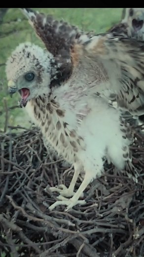 shikra bird baby: | Review All Birds