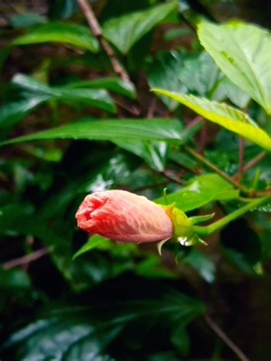 Flower bud🌿#youtubeshorts #flowerbud #foryou
