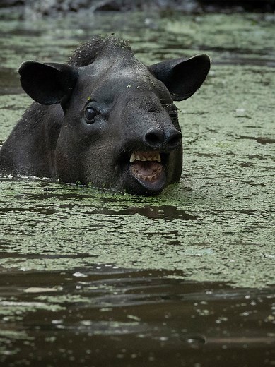 Día de Pasión por la Vida: Niños Gratis en el Zoológico de Cali el 21 de Septiembre