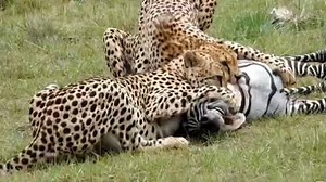 Cheetahs finish zebra. | Eagle Cam