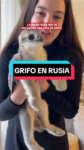 Se encontro una cria de #grifo 😨 la mítica criatura es real. #mistery #fyp #mitologia #misterio