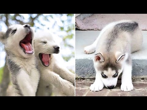 Funny And Cute Husky Puppies Compilation #12 Adorable Husky Puppy