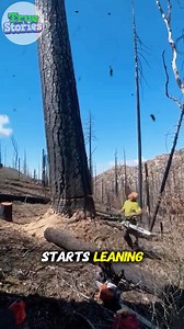9K views · 41 reactions | Safe Tree Felling in Ash-Covered Woods | Devenloma | Facebook