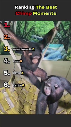 Ranking The Best Chimp Moments