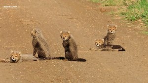 466K views · 16K reactions | Watch the most incredible video when I spotted a cheetah with 5 tiny cubs here in the Kruger National Park this morning. | Nombekana Safaris and Wildlife Photography | Facebook