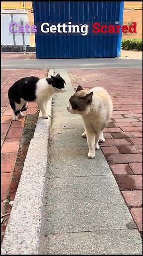Best Videos Of Cats Getting Scared 👻🐱
