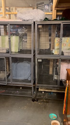 62 reactions · 13 comments | Part 3 﫠 | Cat Trap Fever of Ionia County- Michigan | Facebook