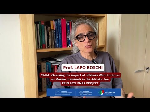 Marine Acoustic Pollution: Impacts on Dolphin Welfare