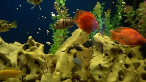 Download Multi-colored fish in the aquarium. Domestic fish swims. A pet. for free