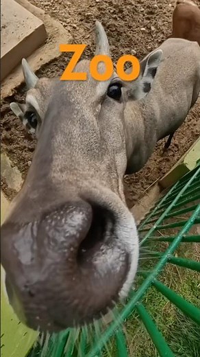 ZOO