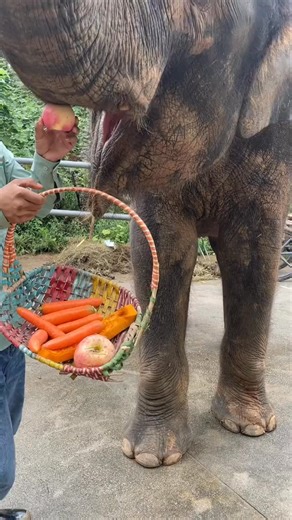 135K views · 1.6K reactions |  The zoo wouldn’t be complete without its wise and mighty elephants 曆 #ZooFamily #ElephantWisdom #WildlifeWonder | ZooCrew | Facebook