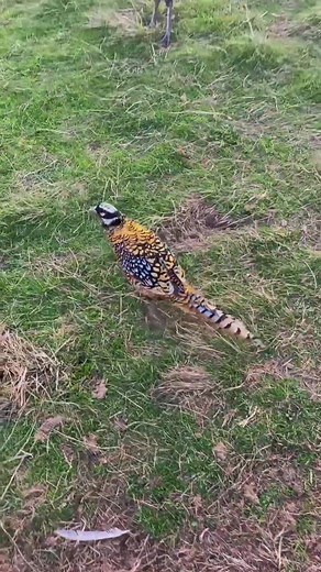 Reeves Pheasant Patrol in Devon