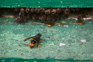 How to treat an Asian hornet sting after a surge in sightings across the UK