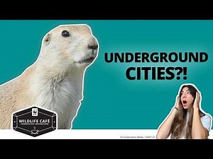 10 Most Asked Prairie Dog Questions—Answered by a Wildlife Expert